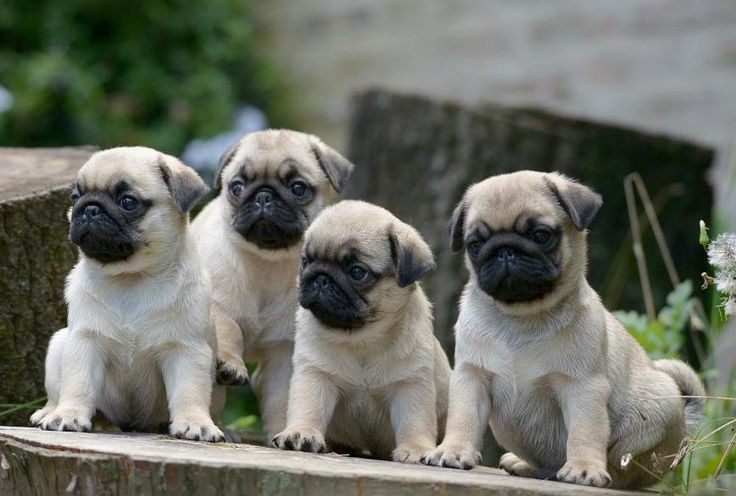 Cute Pug Puppies Solo Pugs Dogs Funny Group