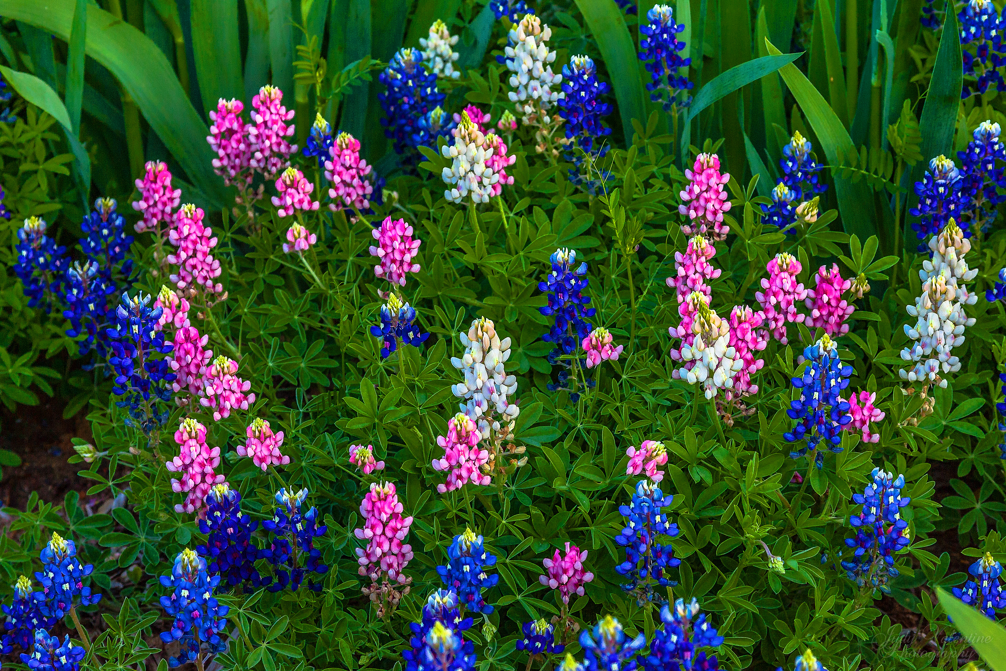 Texas Bluebon Wildflowers The Harbingers Of Spring HD Walls