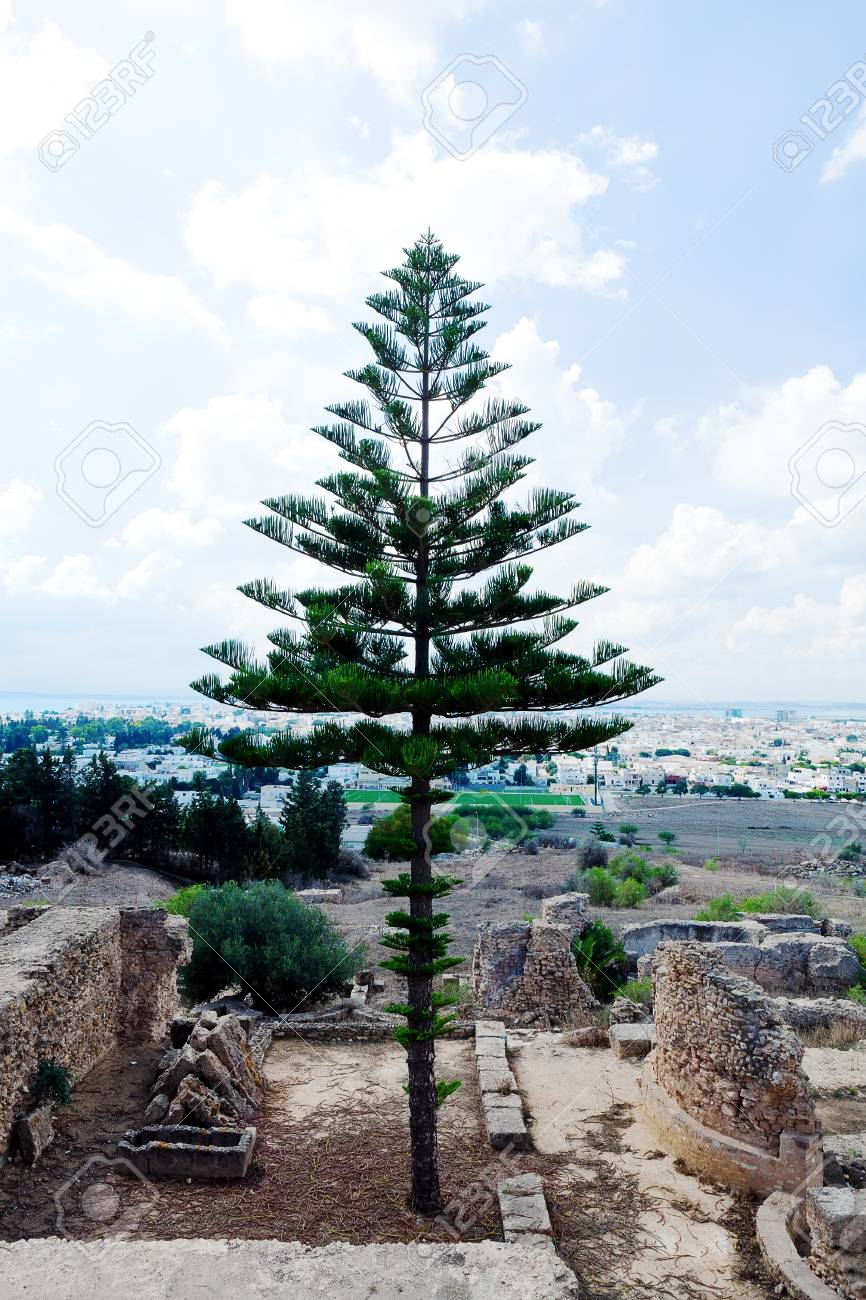 Araucaria Evergreen Conifer On Ruins Old And Background Of New