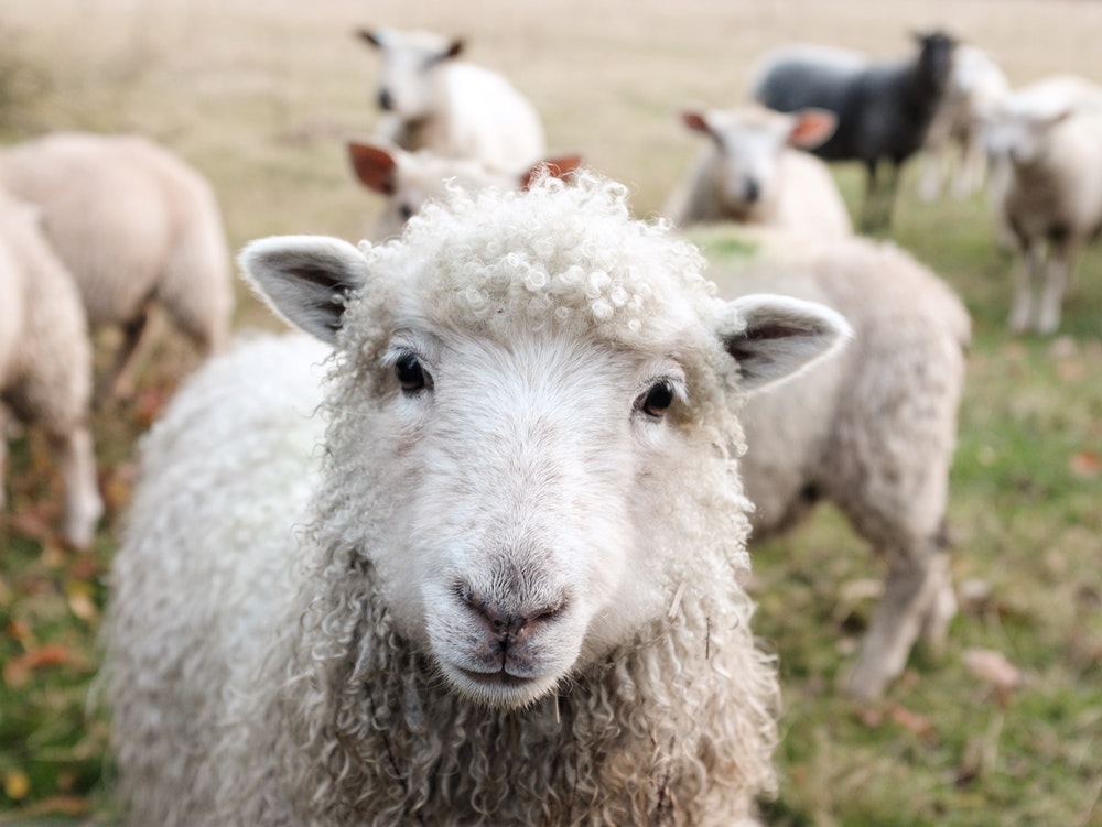 Sheep Wool Countryside And Field HD Photo By Sam Carter Samdc