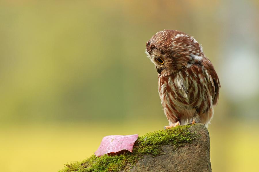 Very Cute Owl