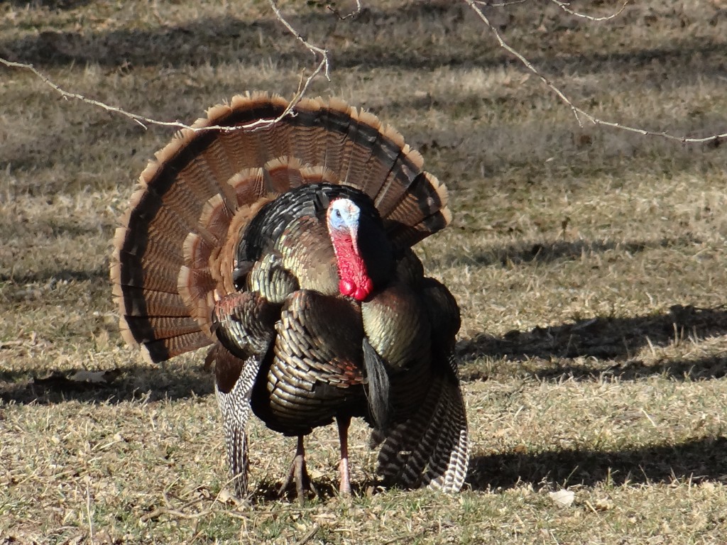 Quick Pics Of The Easter Saturday Gobbler For You Nebraskaland