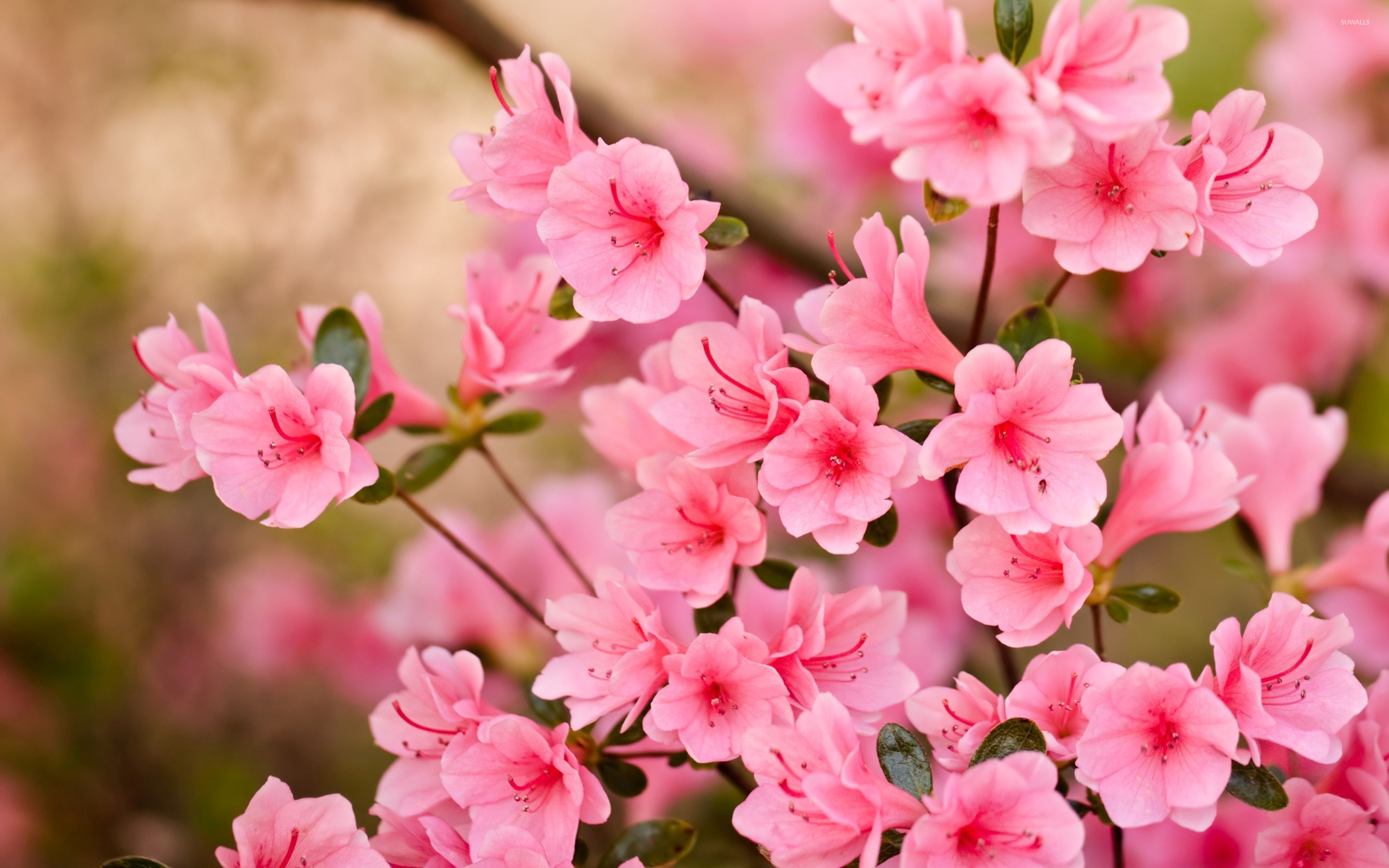 Pink Blossoms Wallpaper Flower