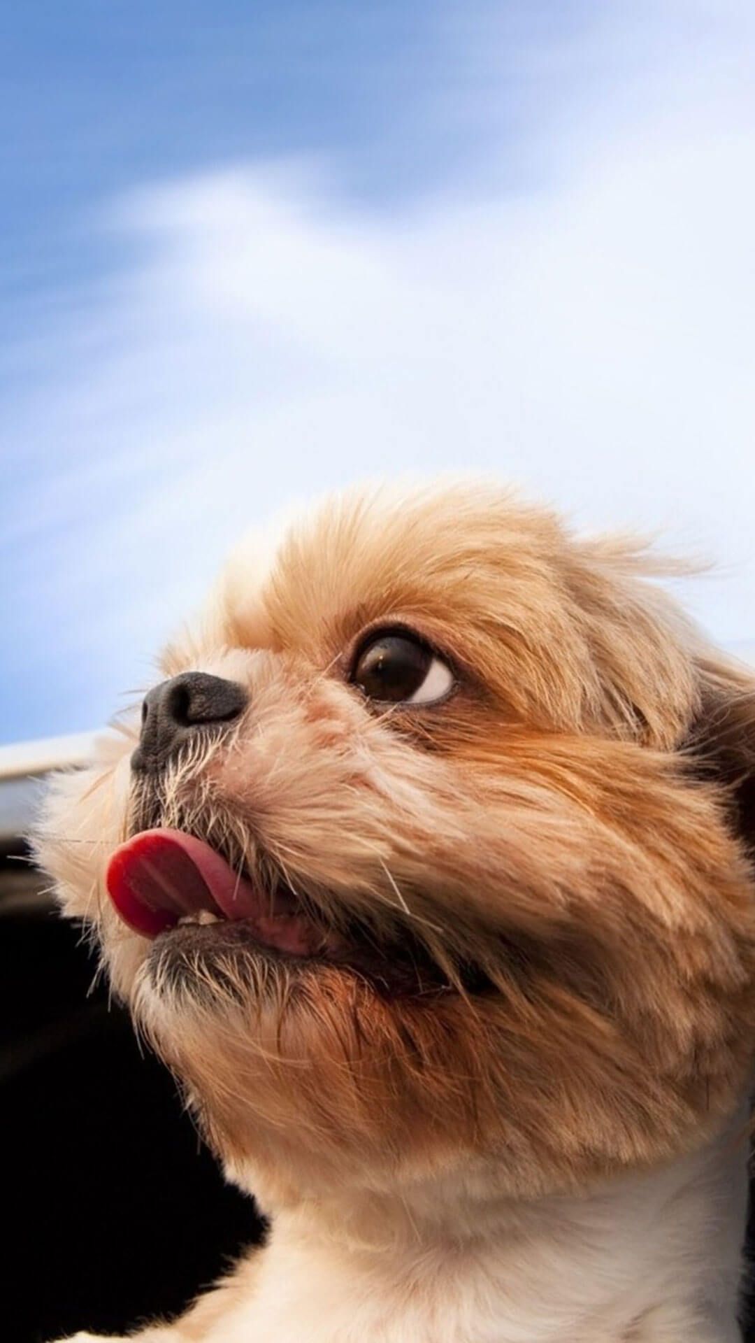 Cute Animal Wallpaper iPhone