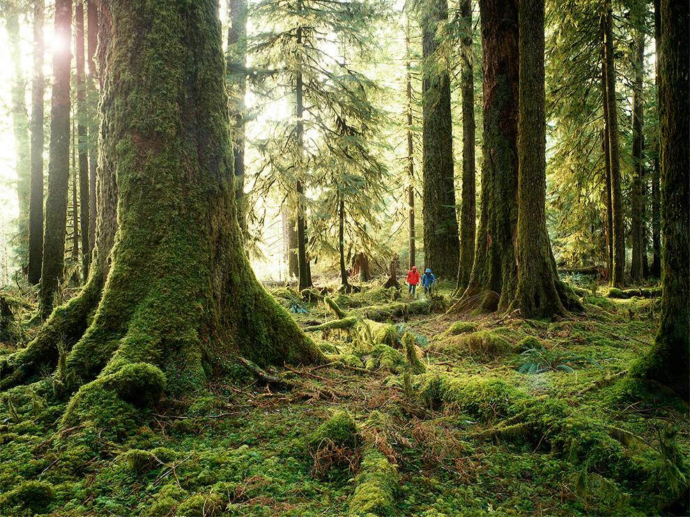 Picture Of Hikers Walking Through The Hoh Rain Forest In Washington