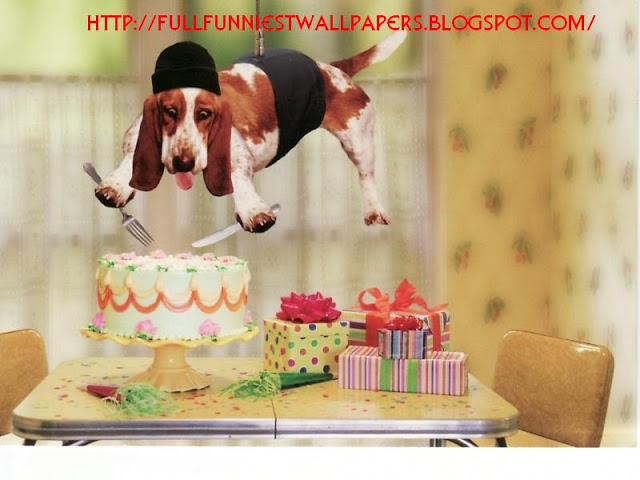 Funny Happy BirtHDay Widescreen Wallpaper Hivewallpaper