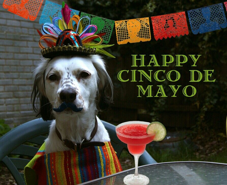Happy Cinco De Mayo Funnies