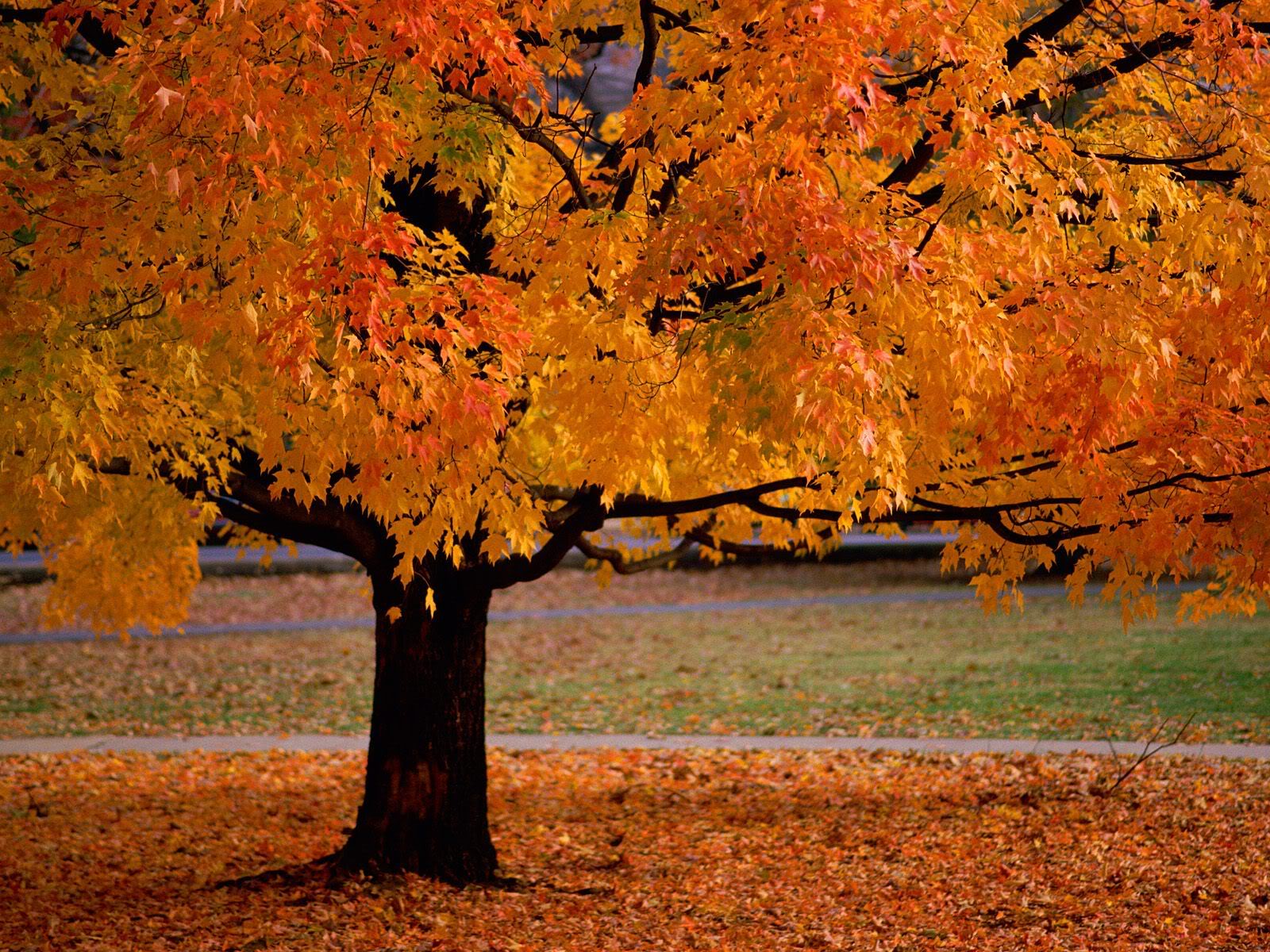 Autumn Desktop Wallpaper Mac Quoteko
