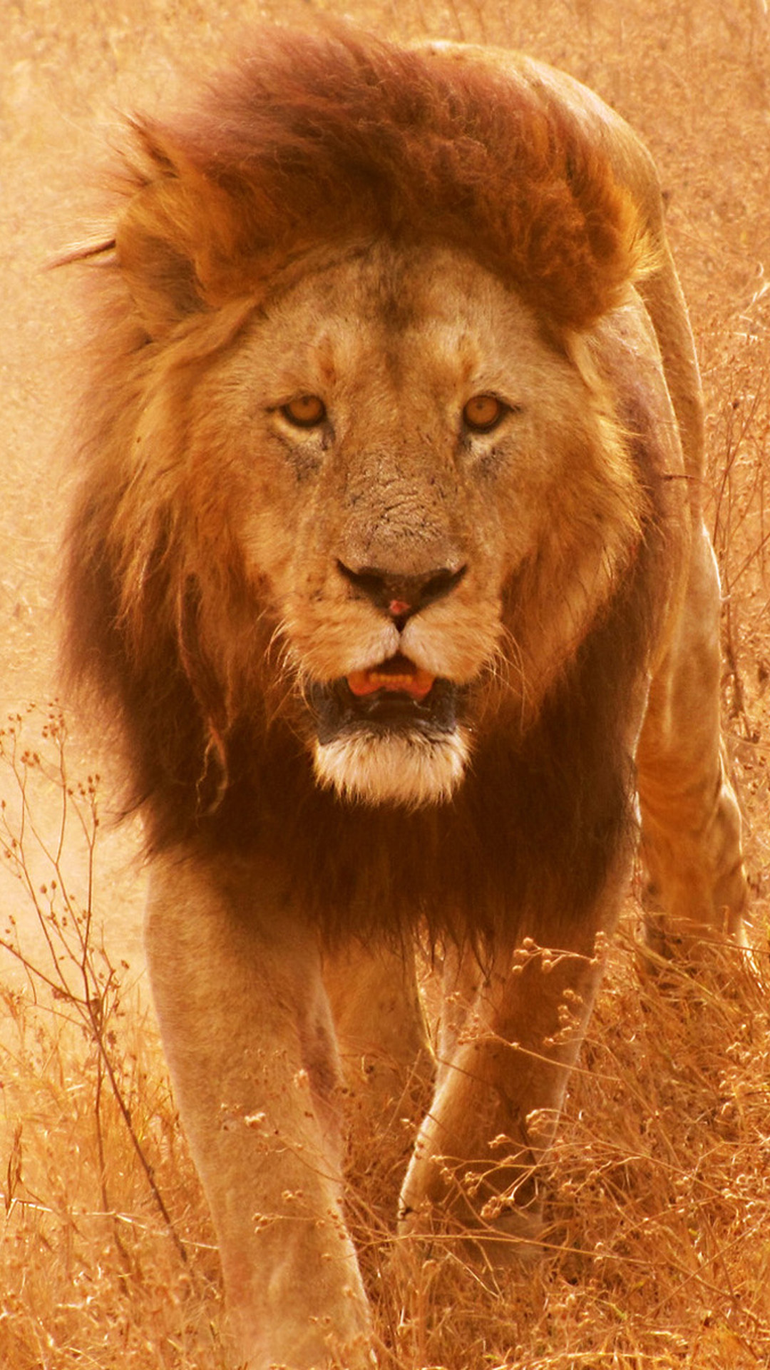 Hostile Lions iPhone Plus Wallpaper