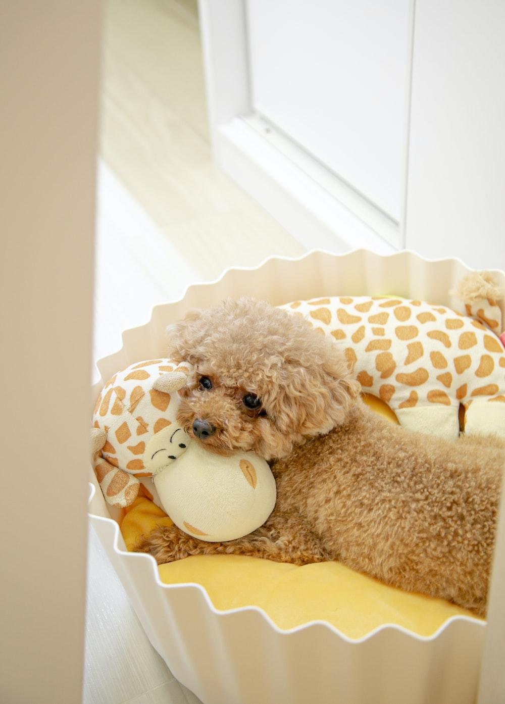Toy Poodle Pictures Image