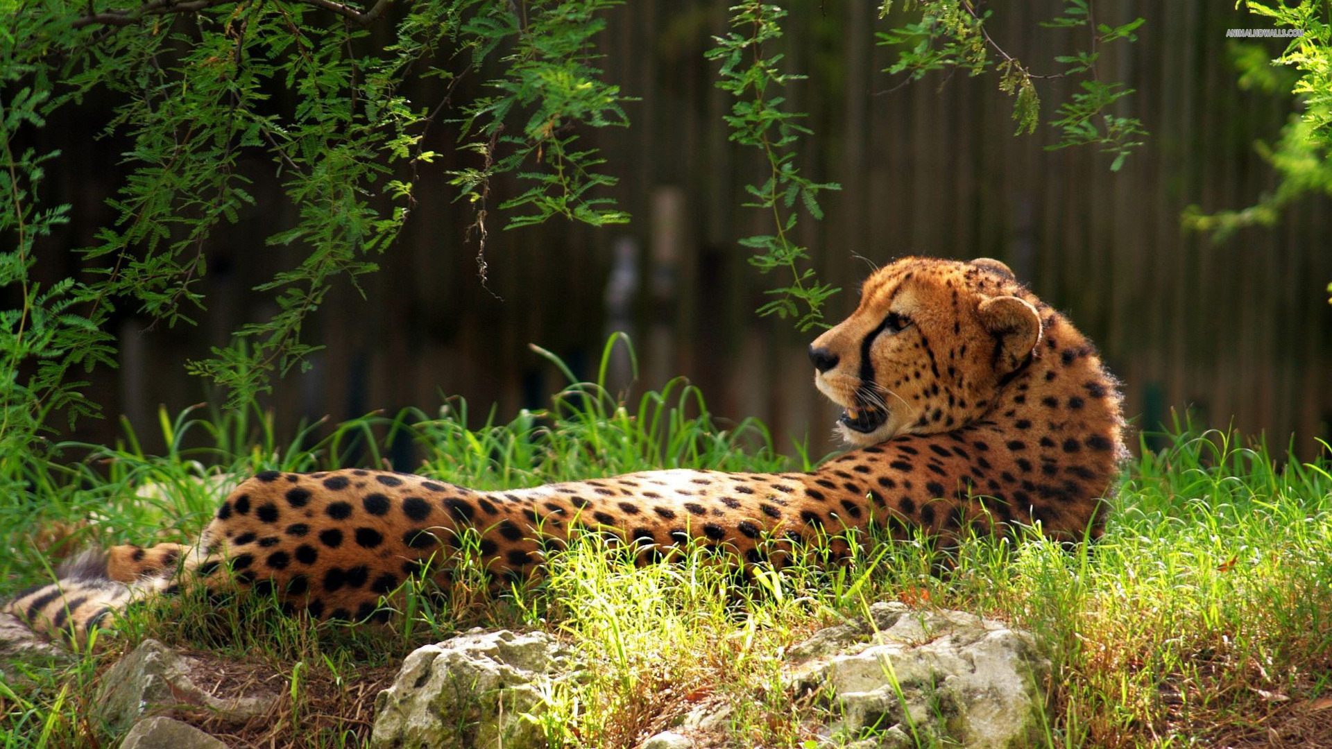 Pictures OF Animals Cheetah Wallpapers Images Photos