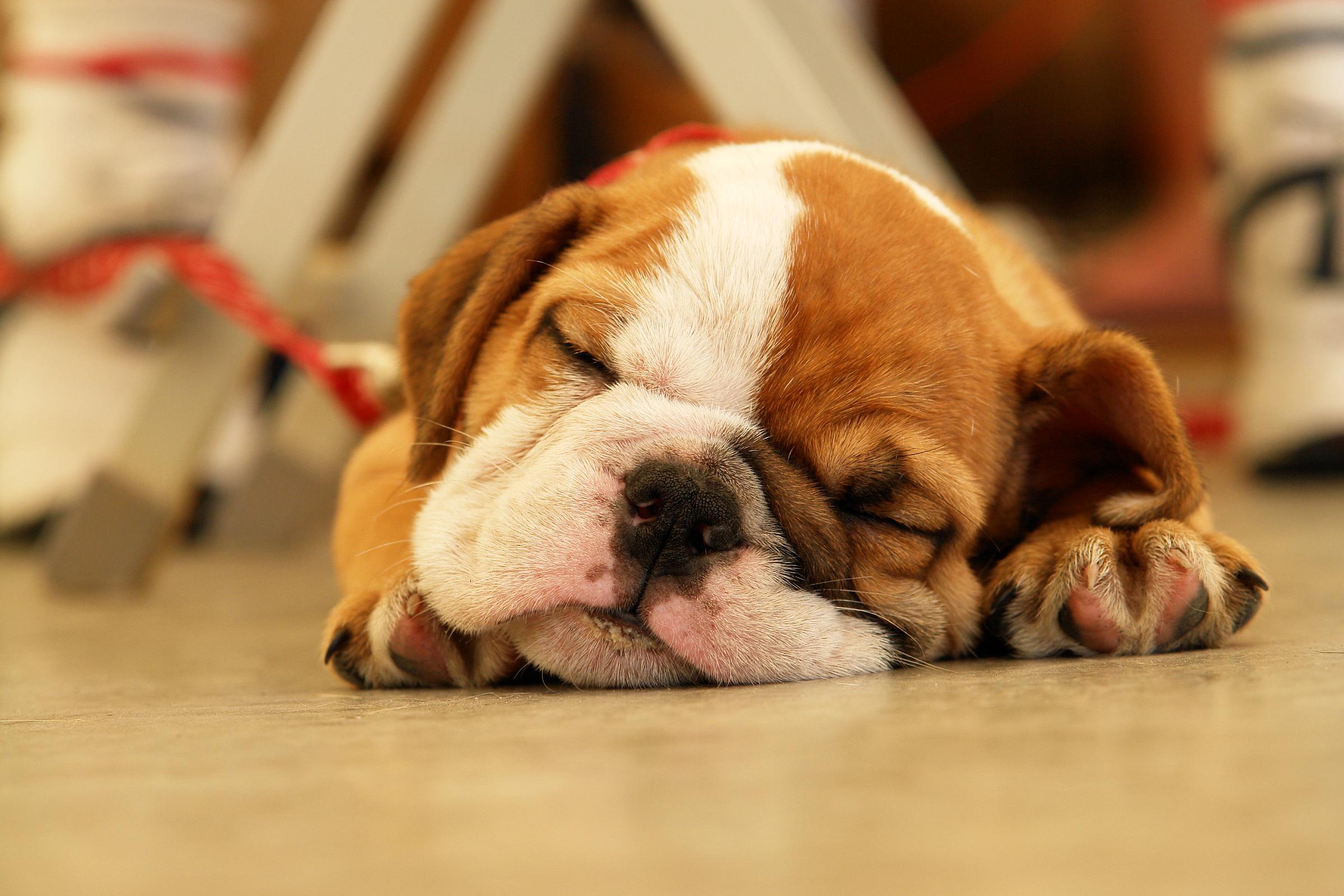 Sleep Bulldog Puppies Wallpaper Photos