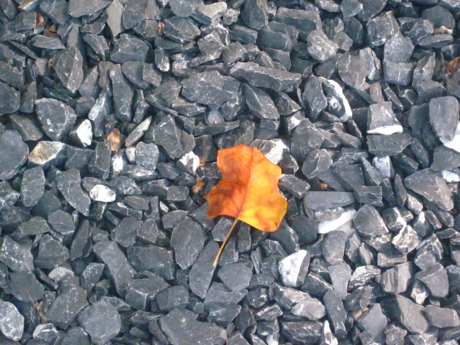 Free download yellow wallpaper hd yellow wallpaper hd april 2012 yellow