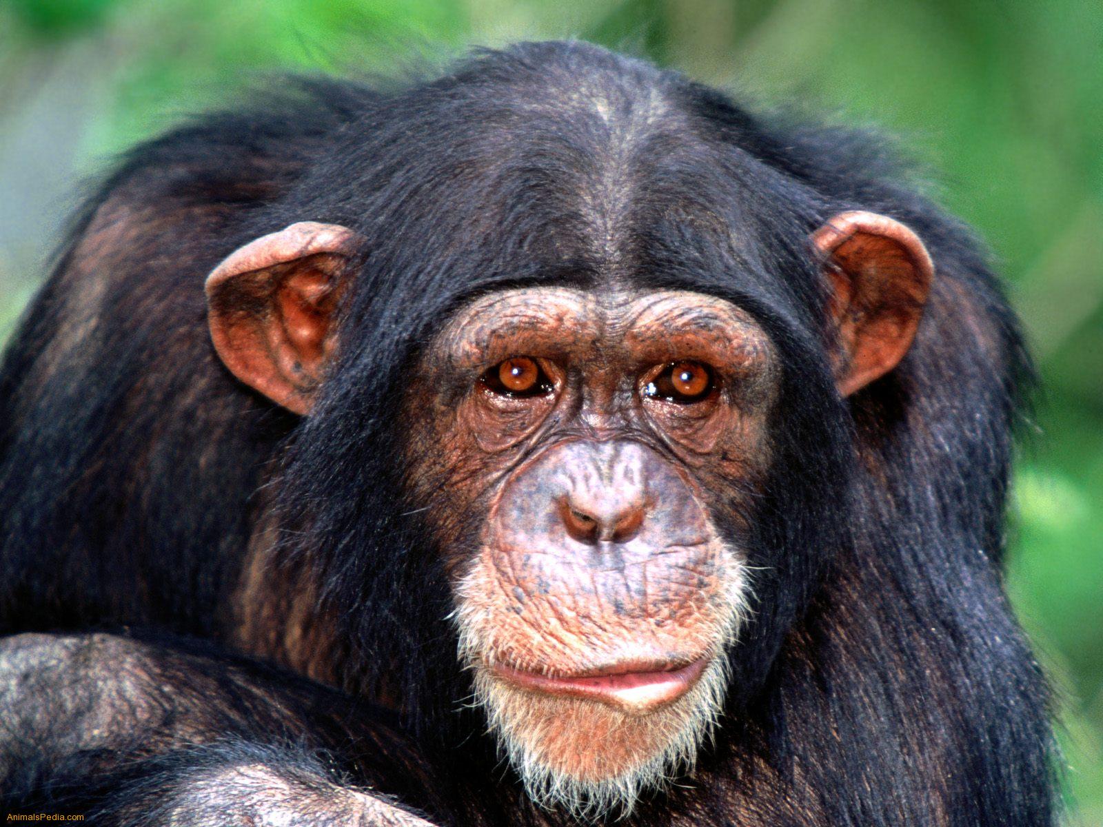 Chimpanzees Wallpaper Fun Animals Wiki Videos