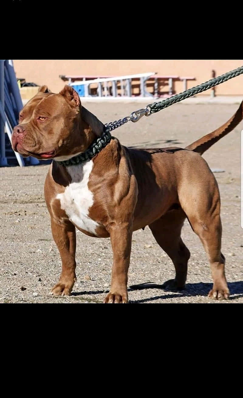Dog Pitbull Wallpaper