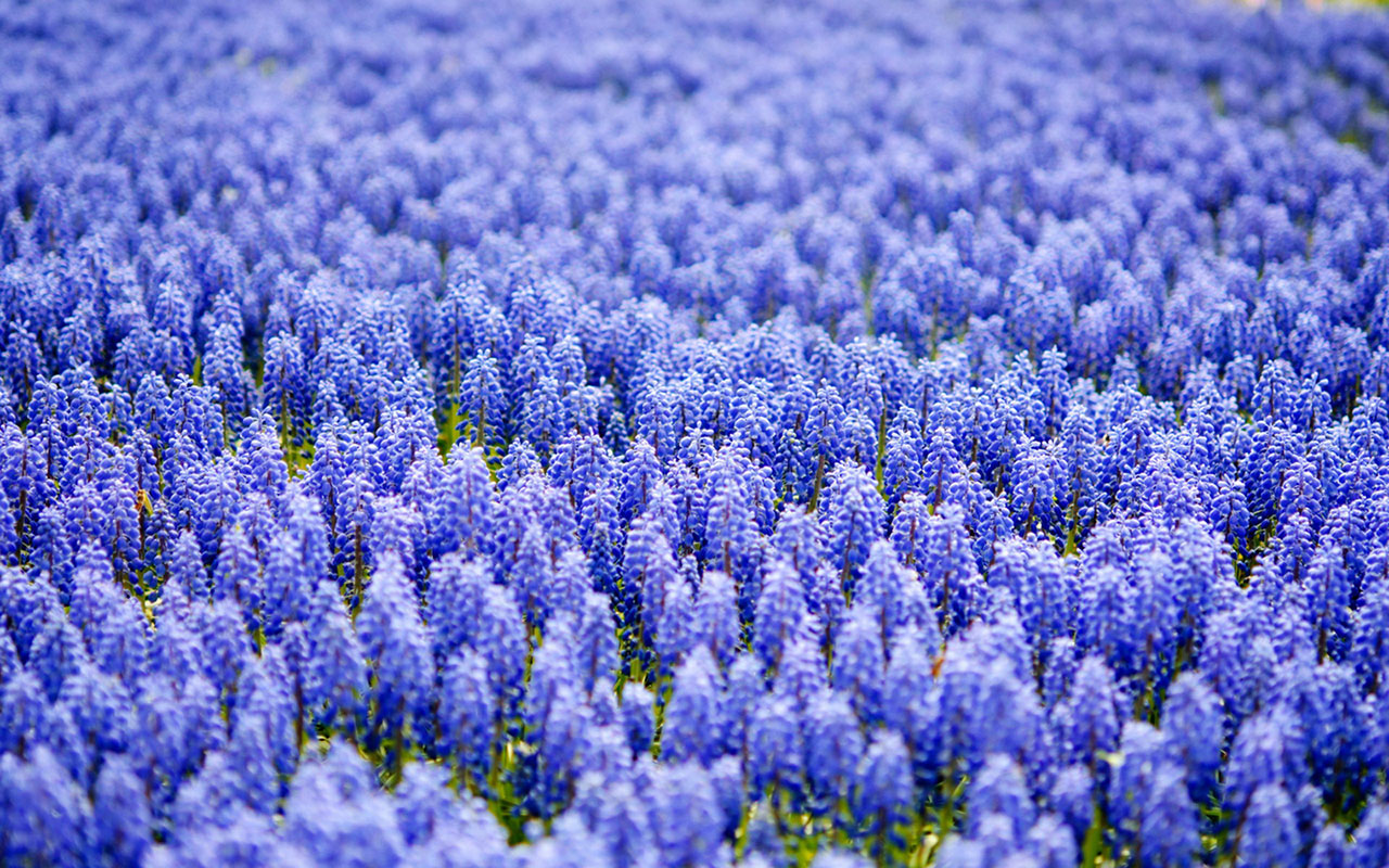 Miss The Flower Hyacinth Wallpaper