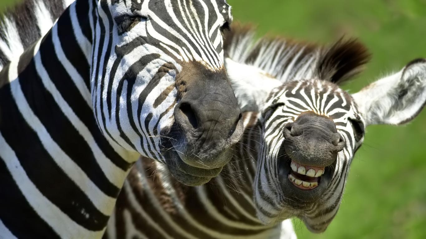 Zebras HD Book Pixel Animal Wallpaper