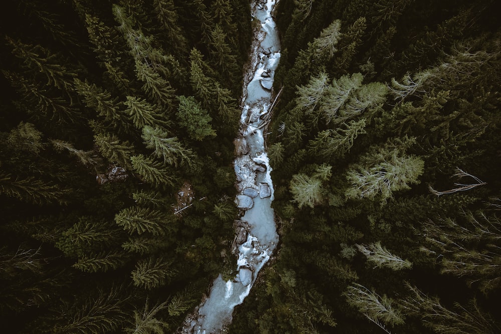 birds eye view of river in between trees photo Free Image on