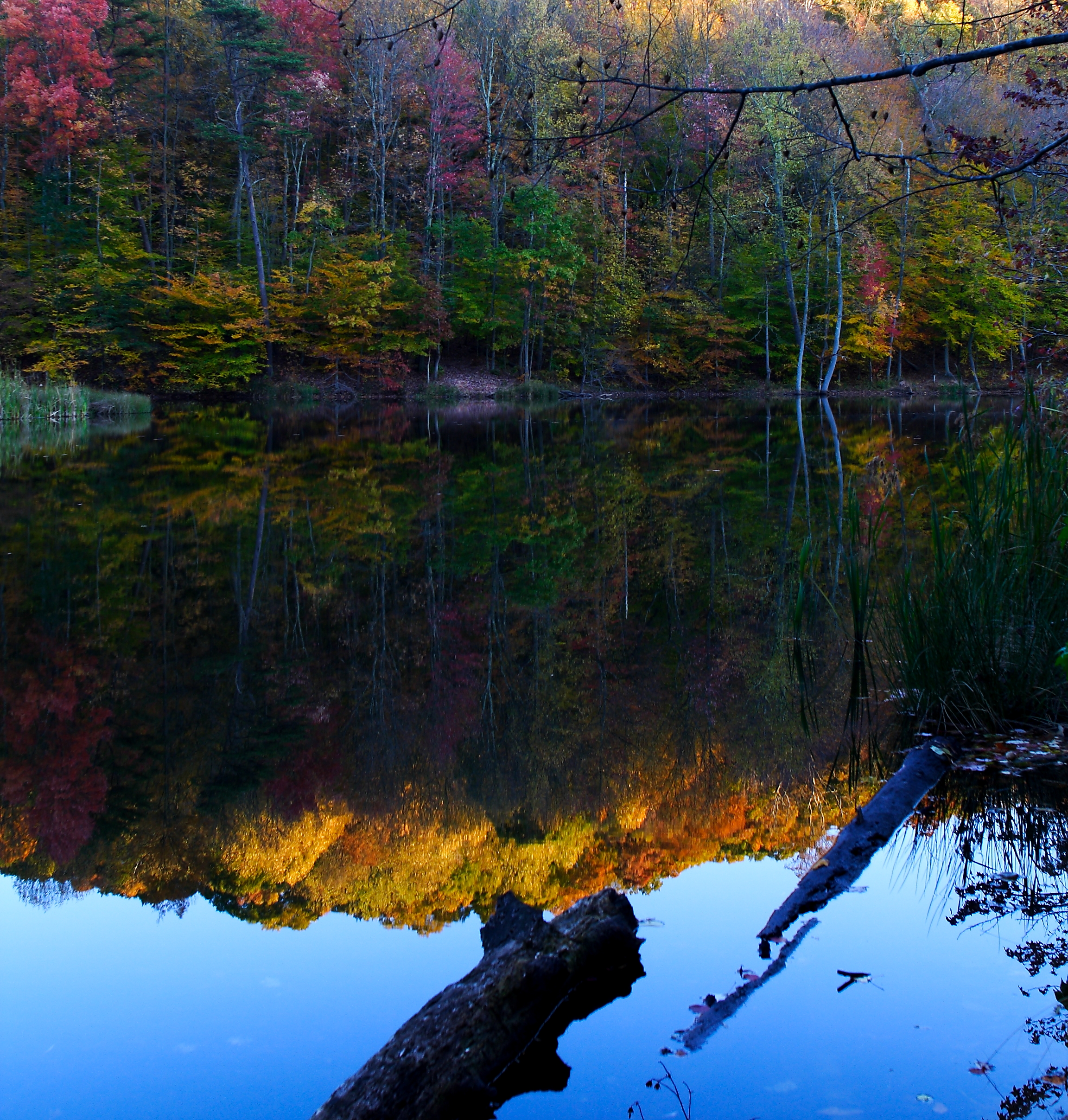 Fall Colors Log Lake Reflections Foliage Nature Pictures