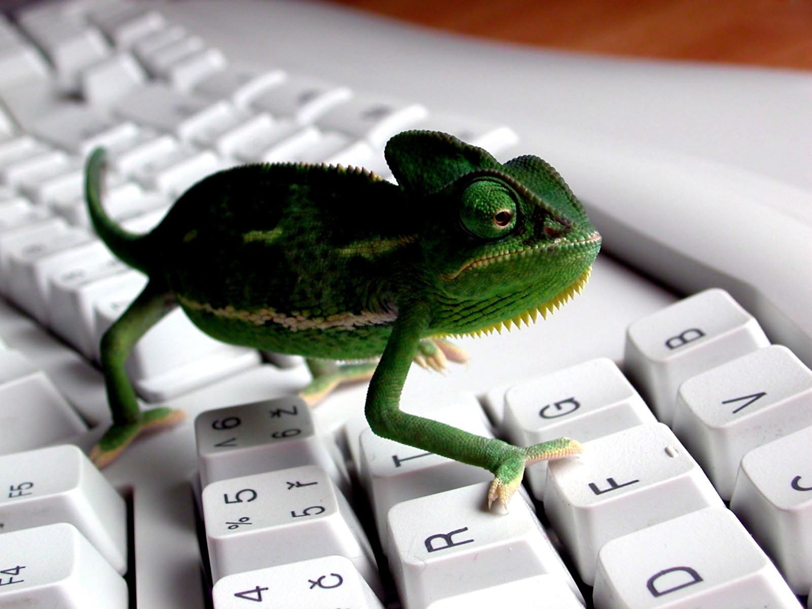 3d Animal Frog Desktop HD Wallpaper Stylish