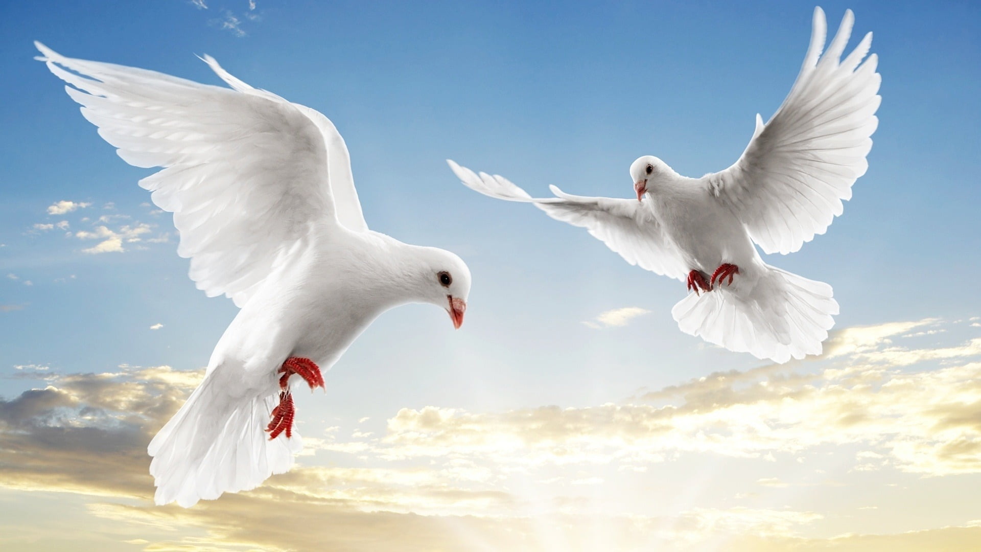 White Dove Wallpaper