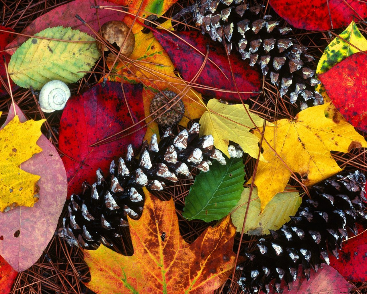 Fall And Autumn Leaves Background