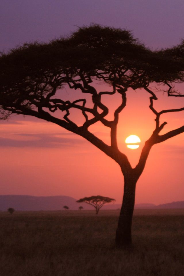 Africa Sunset I Hope To See You Again African Tree In