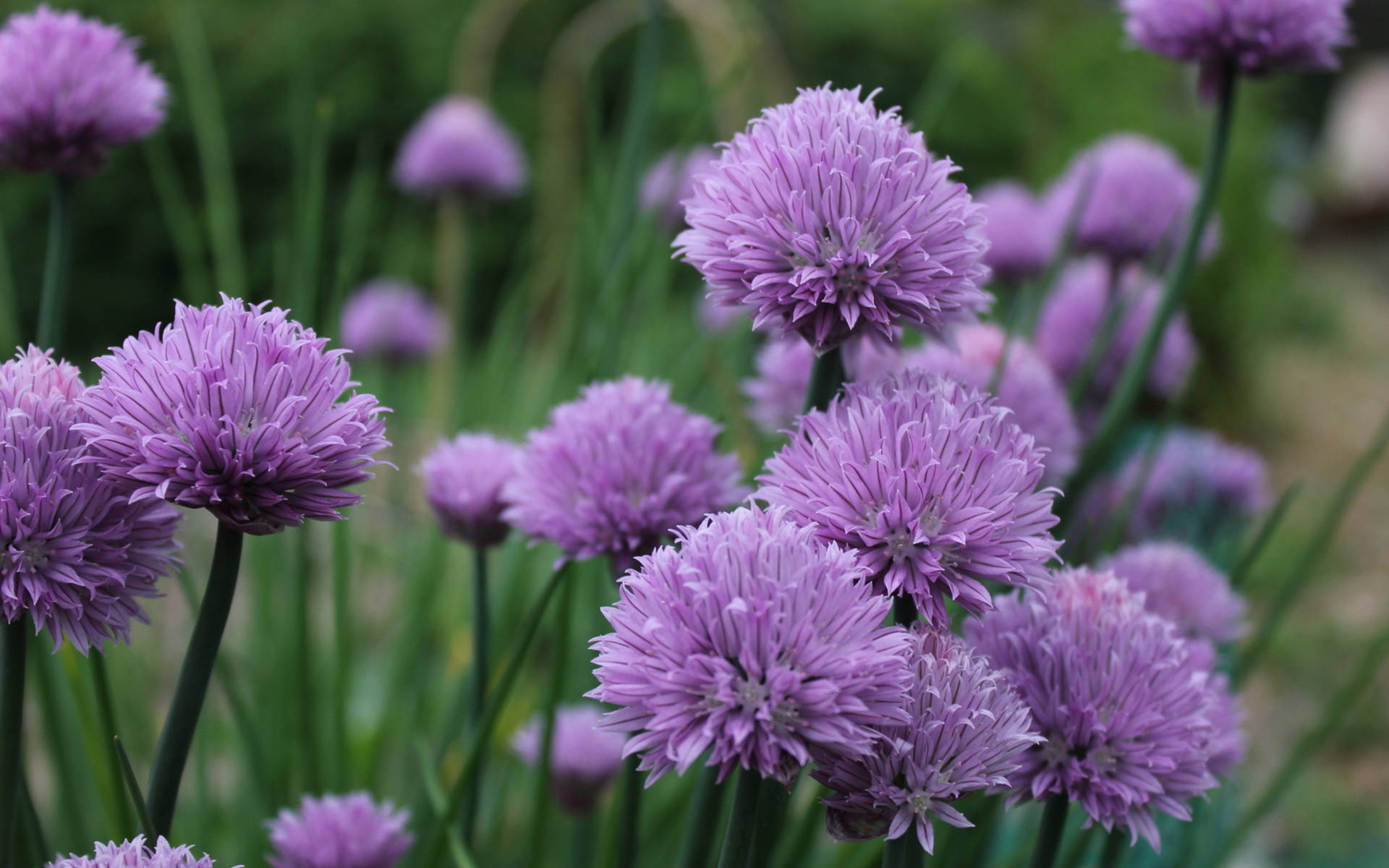Purple Flower Desktop Wallpaper