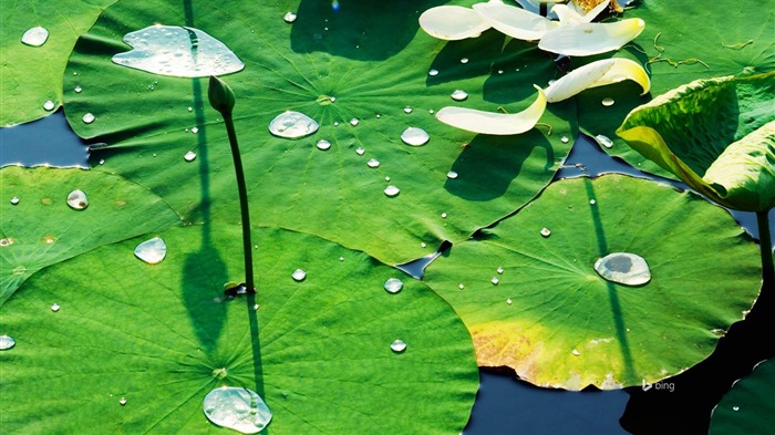 Hot Summer Lotus Leaf Green Bing Theme Wallpaper