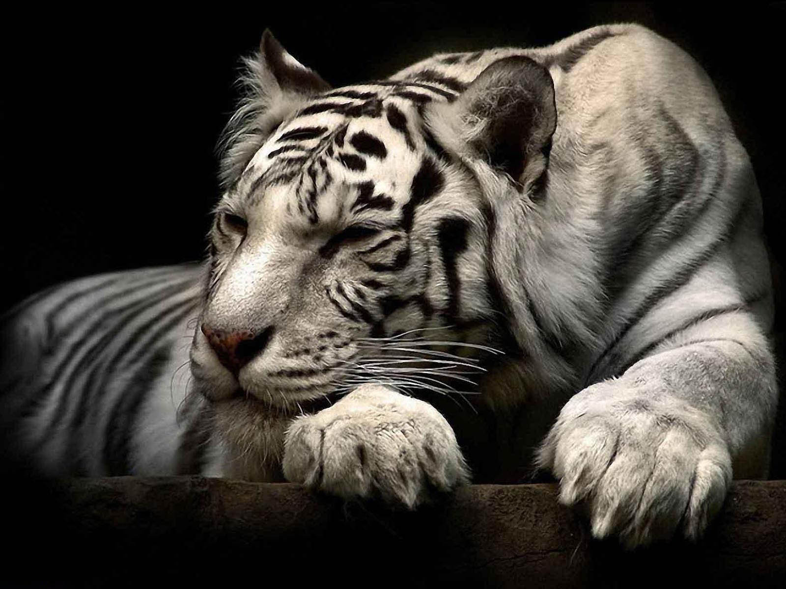 The White Tiger Wallpaper Desktop