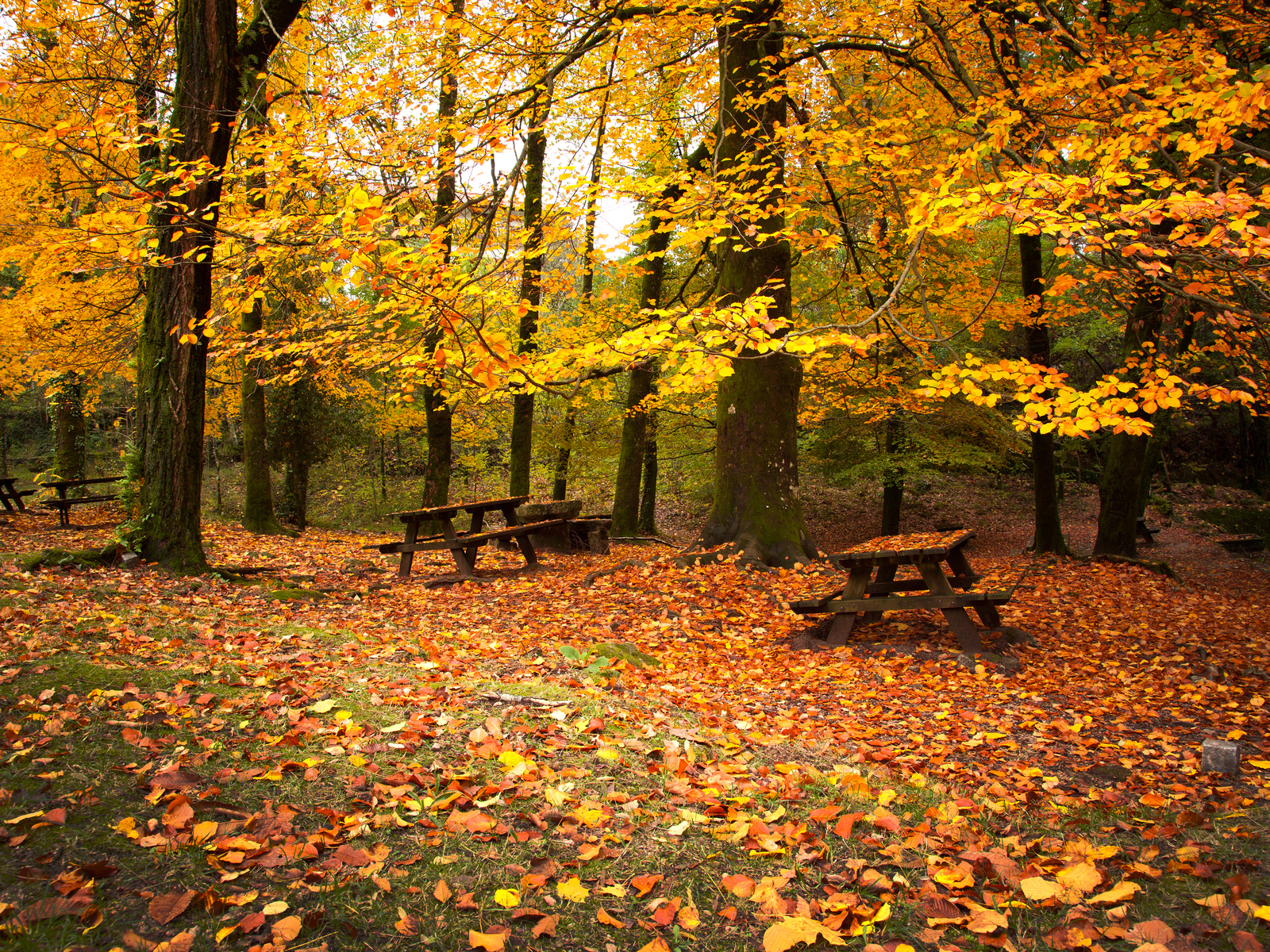 Leaves Wooden Benches Autumn HD Wallpaper Nature