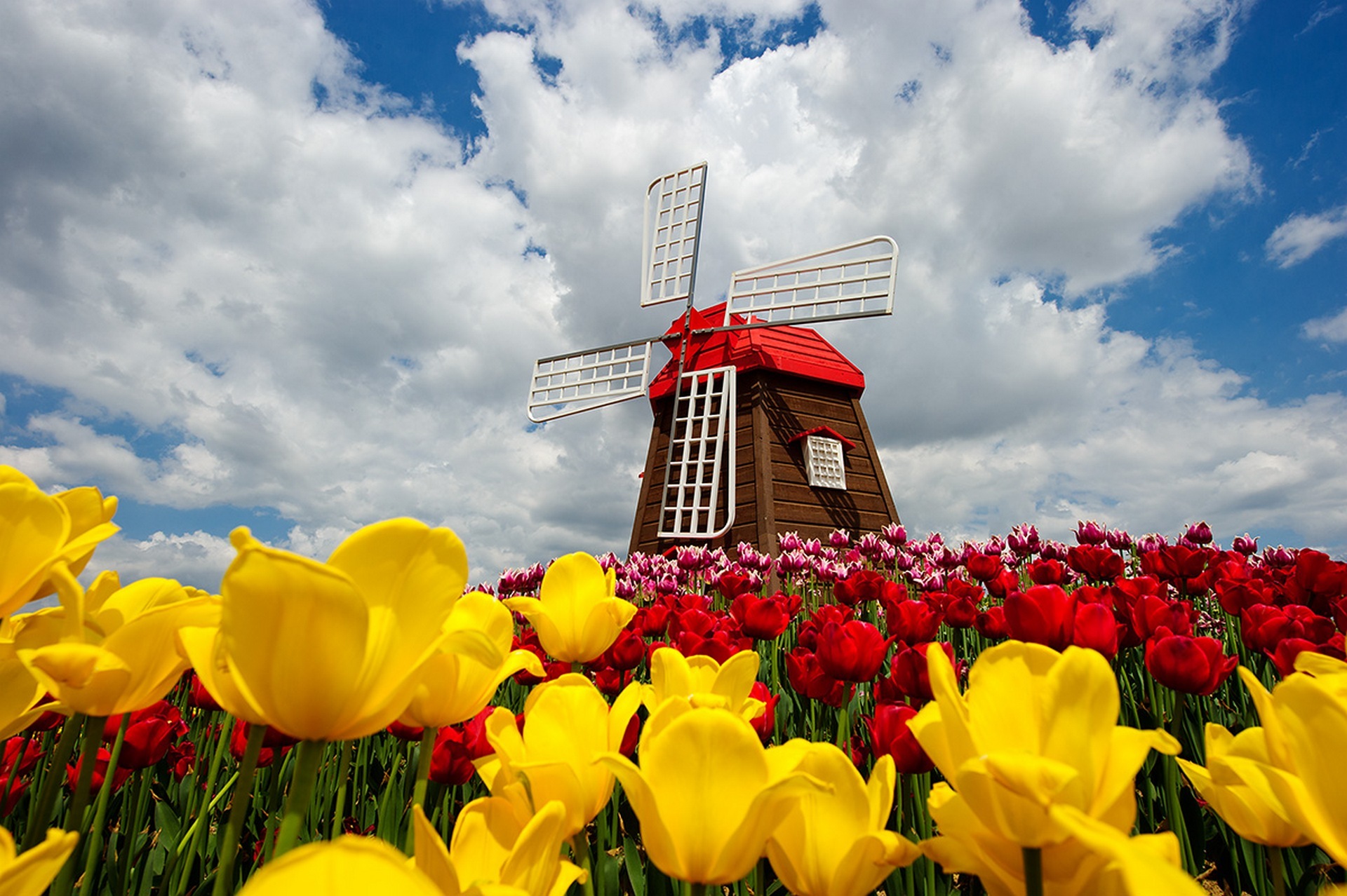 Windmill And Tulips X Other Photography Miriadna