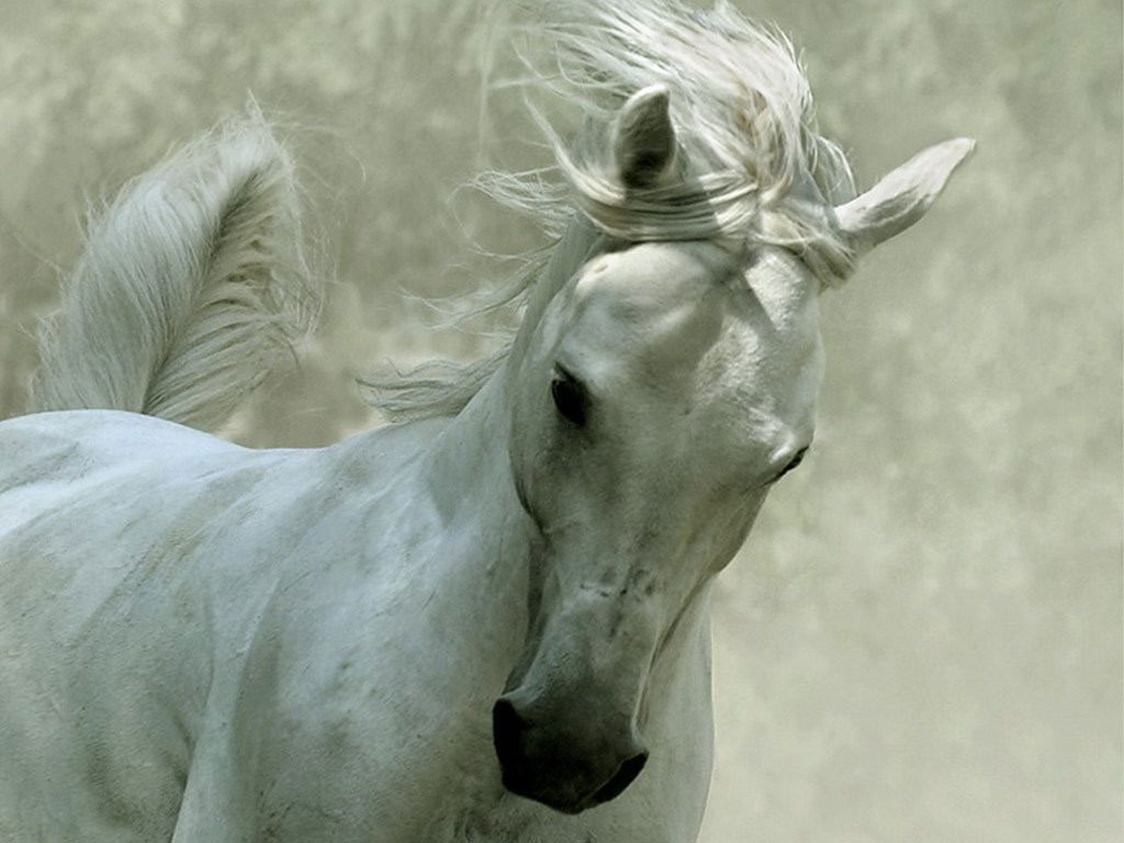 White Horse wallpaper 1124x843