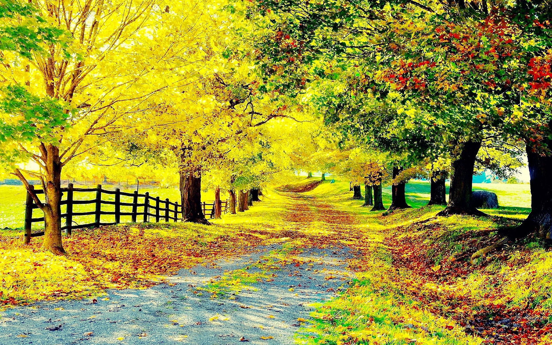 Autumn scene background: Nét đẹp của mùa thu đã được tô điểm lên hình nền này. Những lá rụng vàng rực cùng cảnh quan đầy màu sắc sẽ đưa bạn vào không gian ấm áp và thích thú.