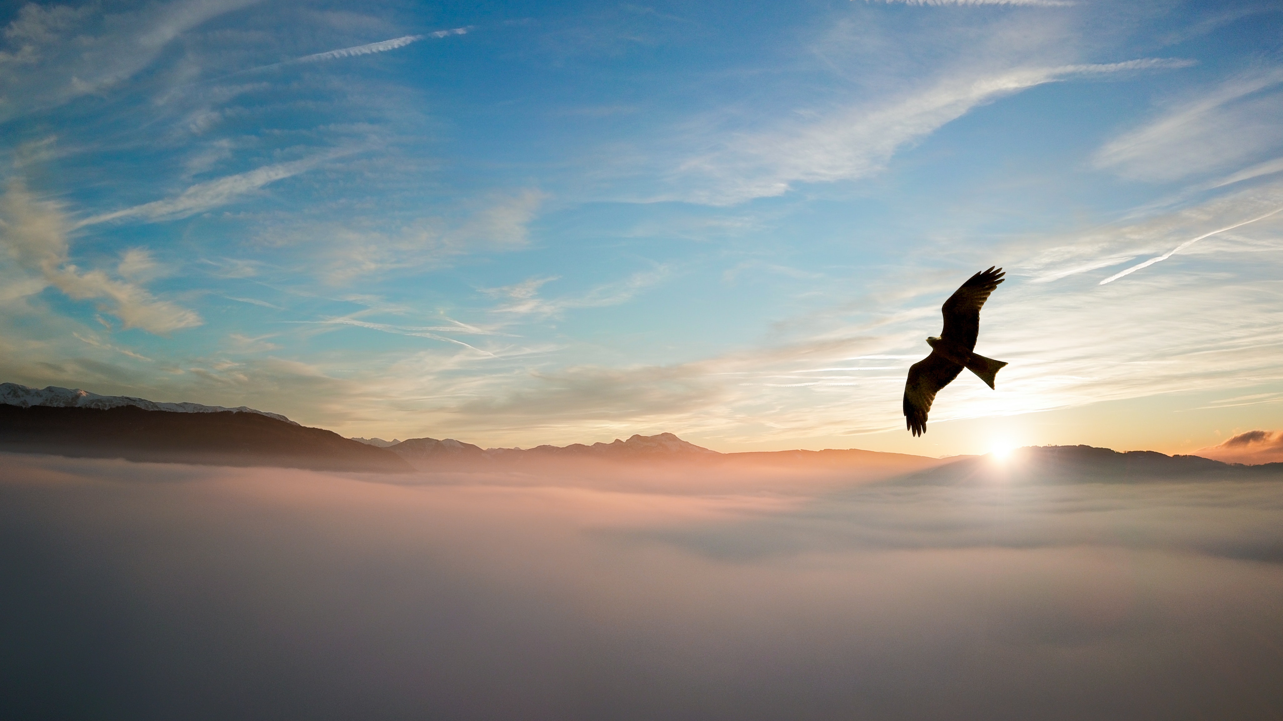 Bird Flying Over Clouds 4k Wallpaper HD Birds Image Photos