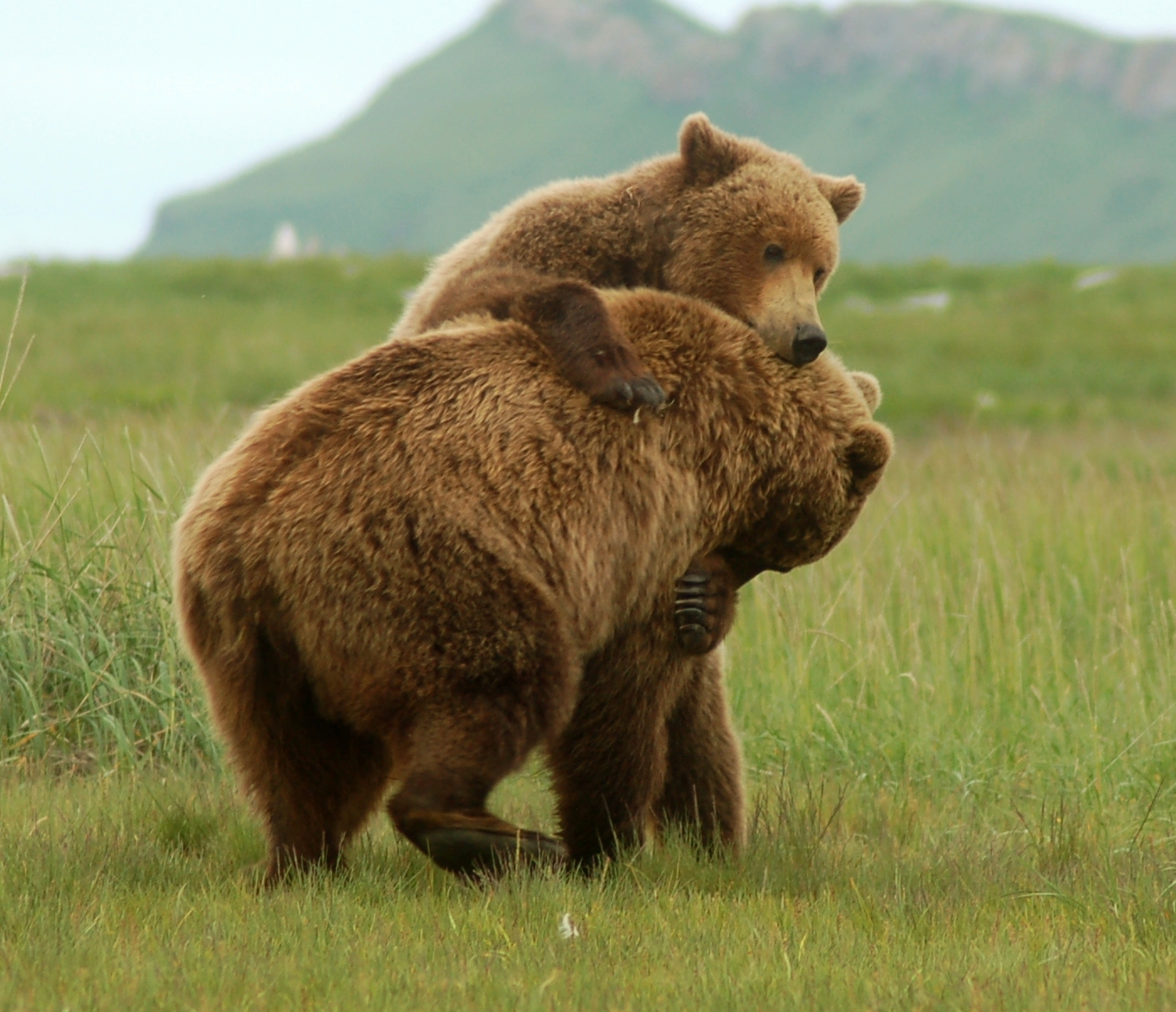 Wildlife Grizzly Bears Facts Wallpaper