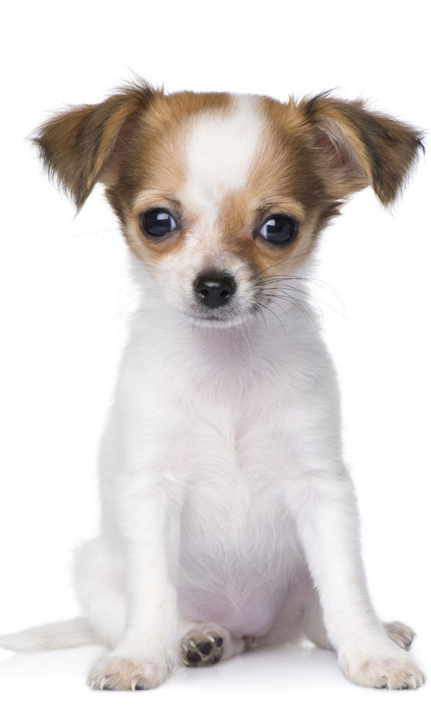 Chihuahua HD Wallpaper Live For Android