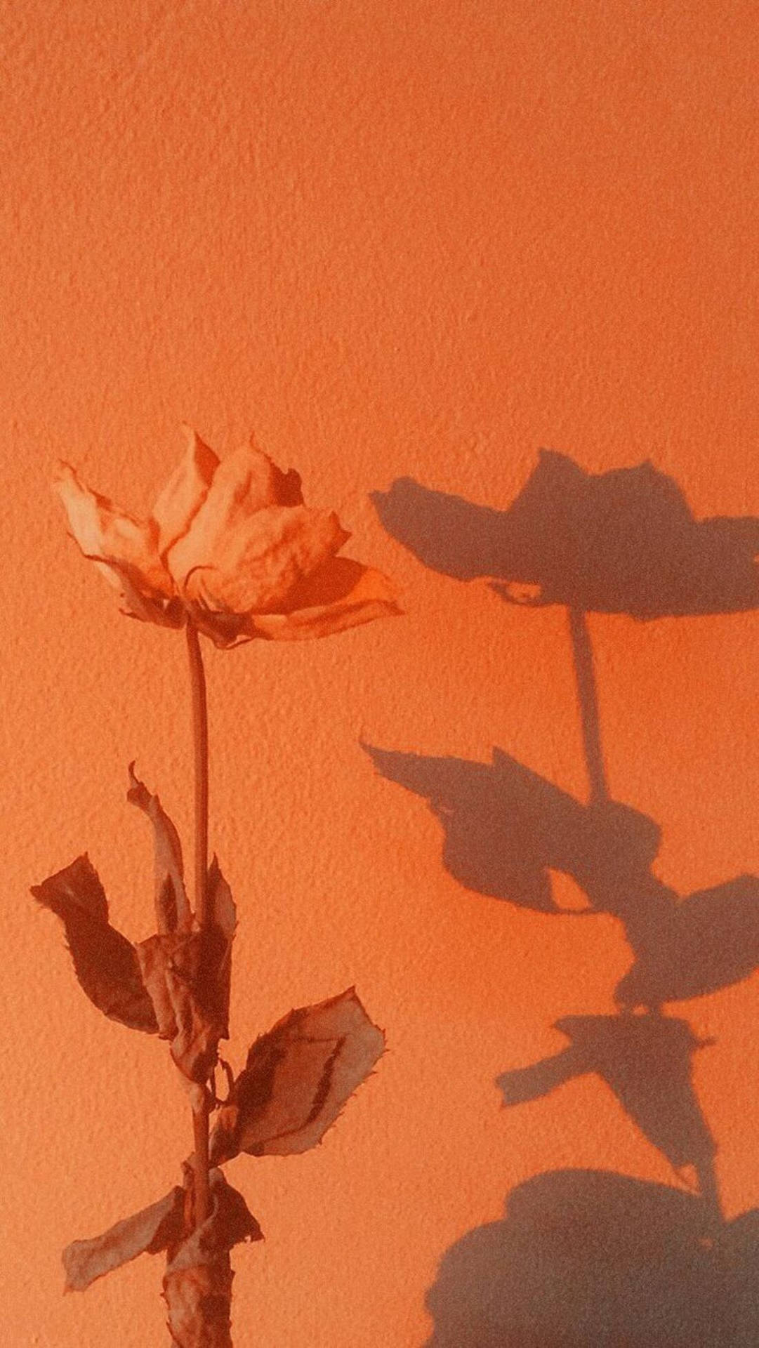 Orange Aesthetic Background Wallpaper
