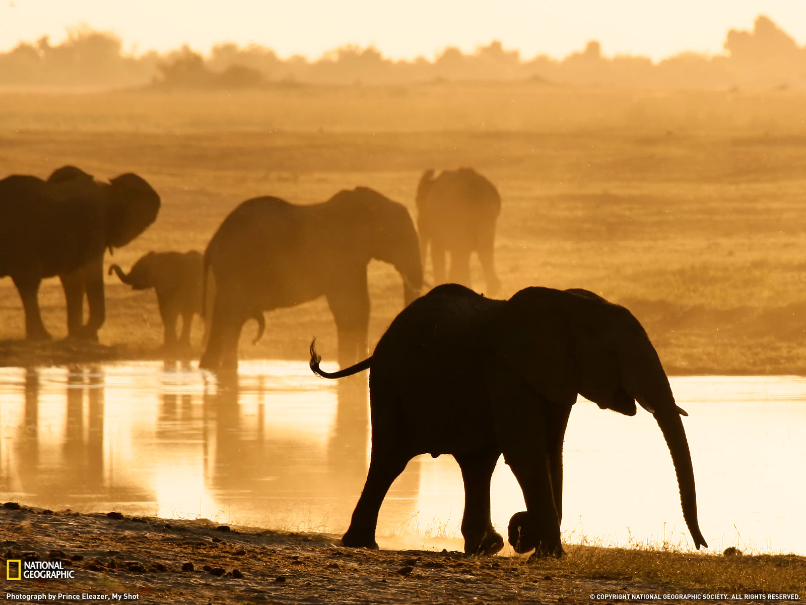 Red Wallpaper Elephant African Widescreen Animals