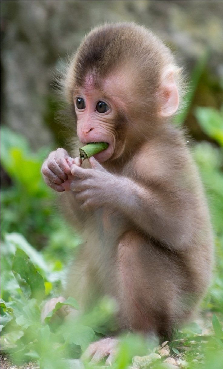 Baby Monkey iPhone Wallpaper Jpg