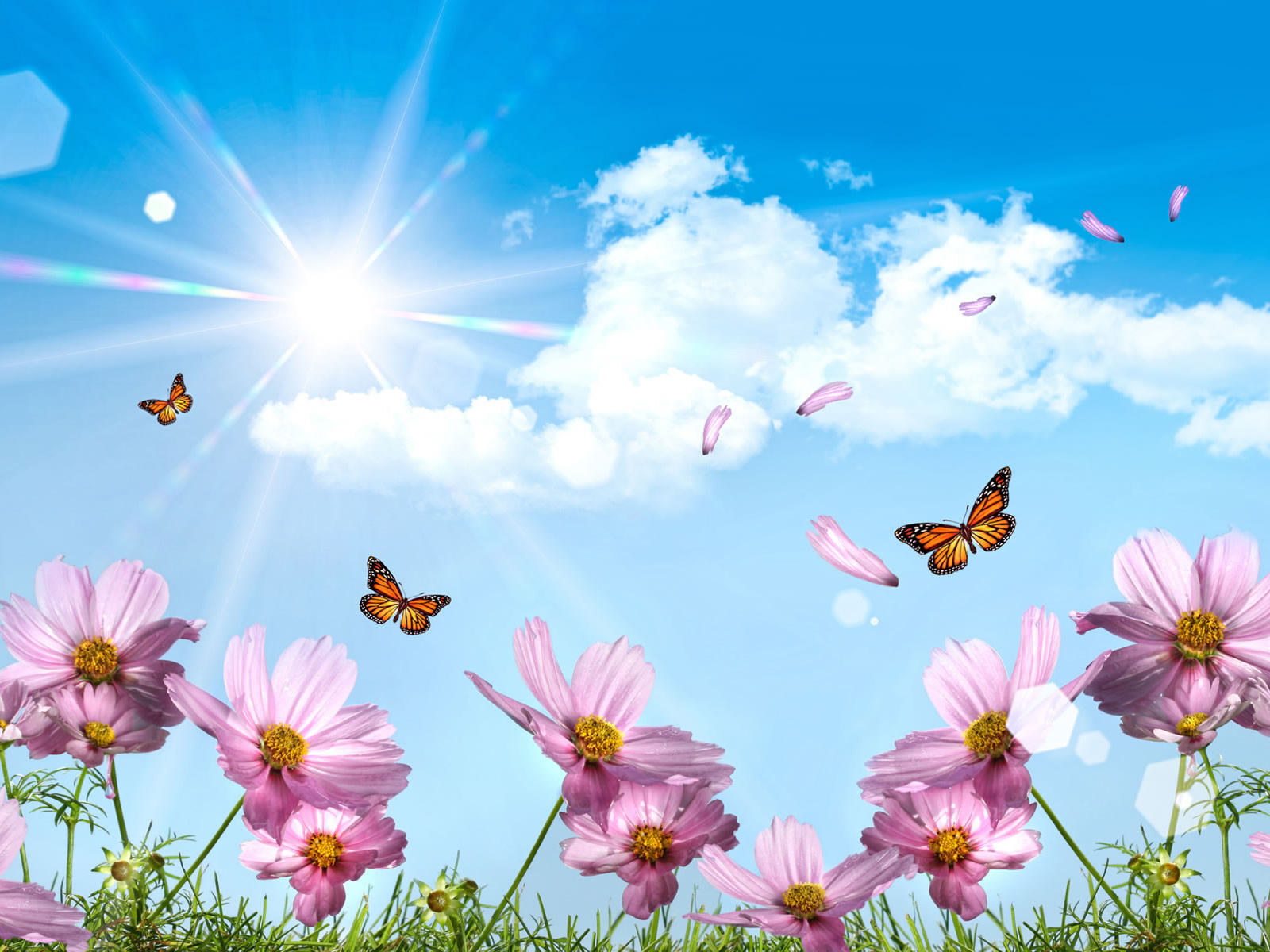 Vlinders Bloemen En Zon Bureaublad Achtergrond Blauw