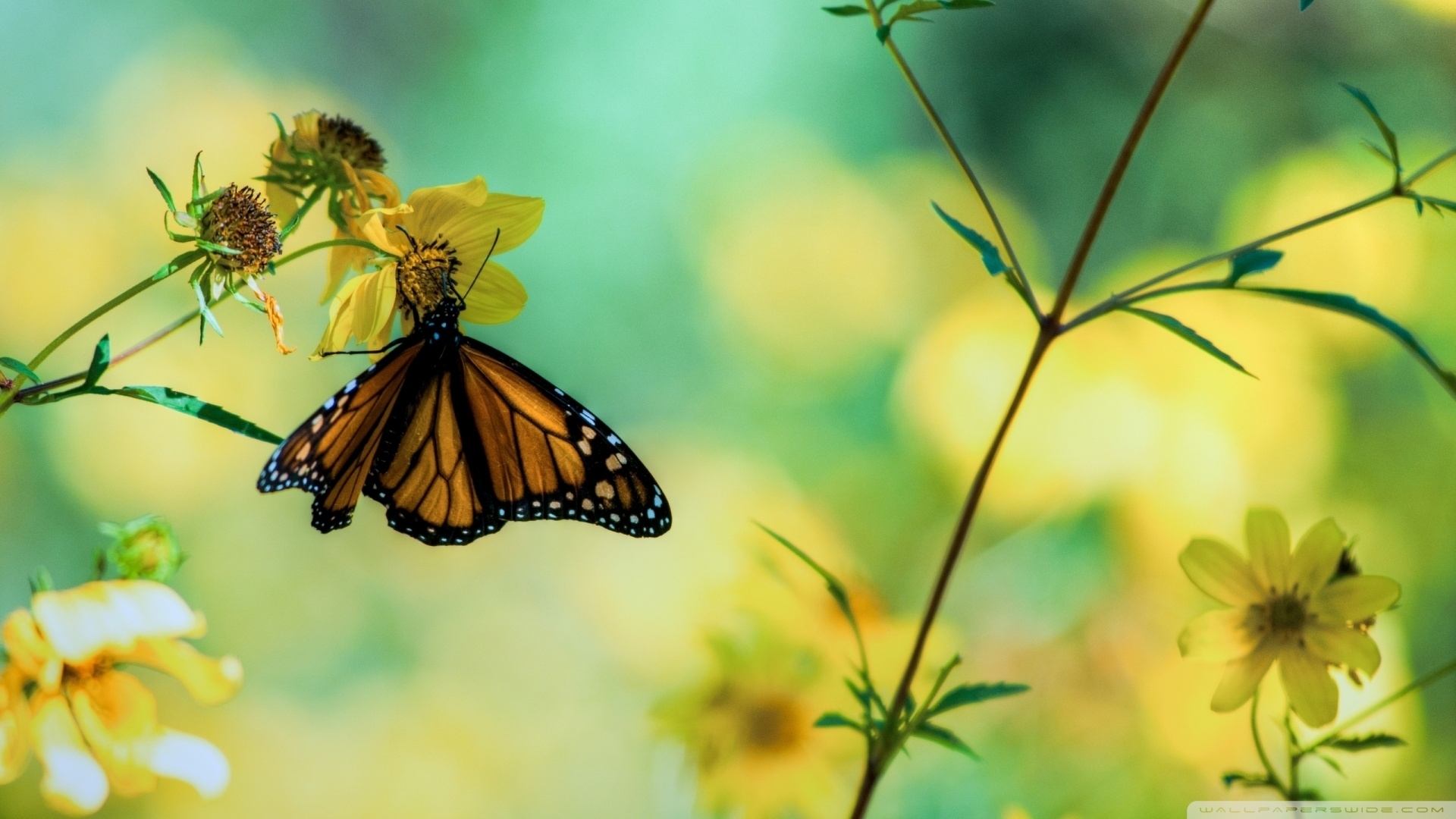 Great Monarch Butterfly On Yellow Flowers Wallpaper Borboleta