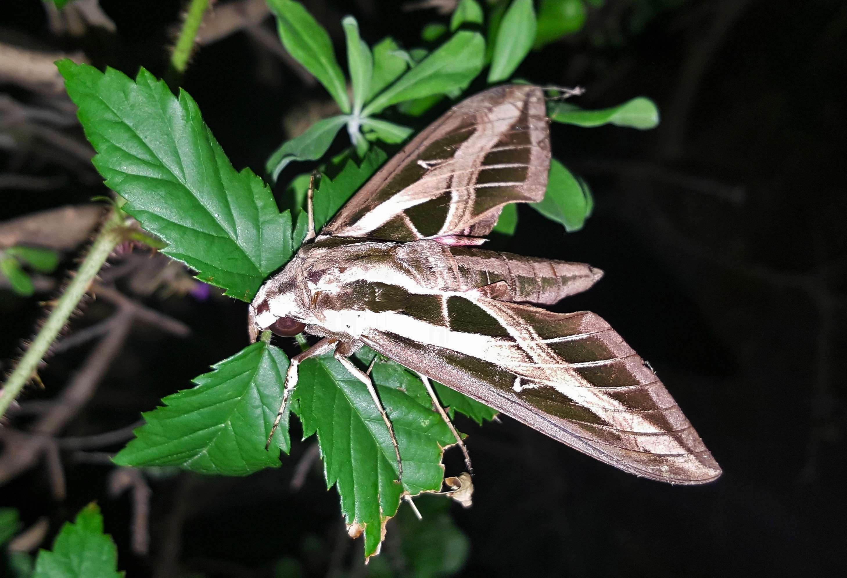 Sphinx Creature Wings Wallpaper