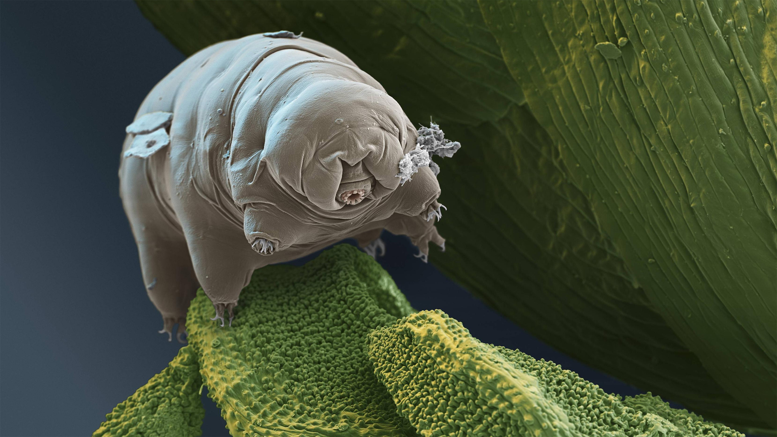 Electron Microscope Picture Of A Tardigrade I