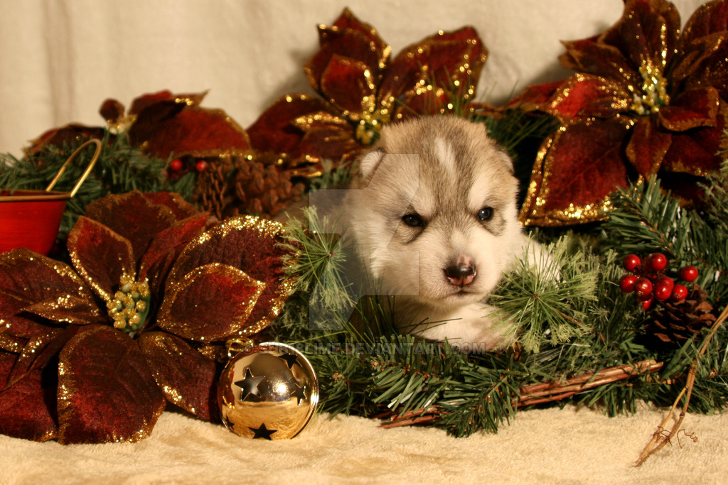 Christmas Siberian Husky Puppy By Sub18lime