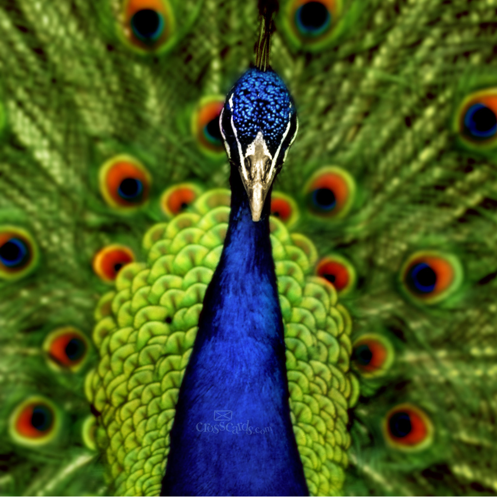 Peacock Desktop Wallpaper Mobile Background
