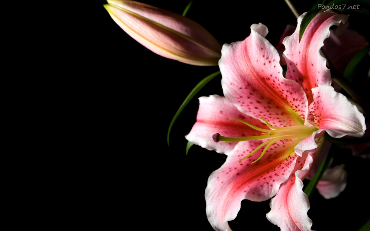 Pink Stargazer Lily Wallpaper  iPhone Android  Desktop Backgrounds