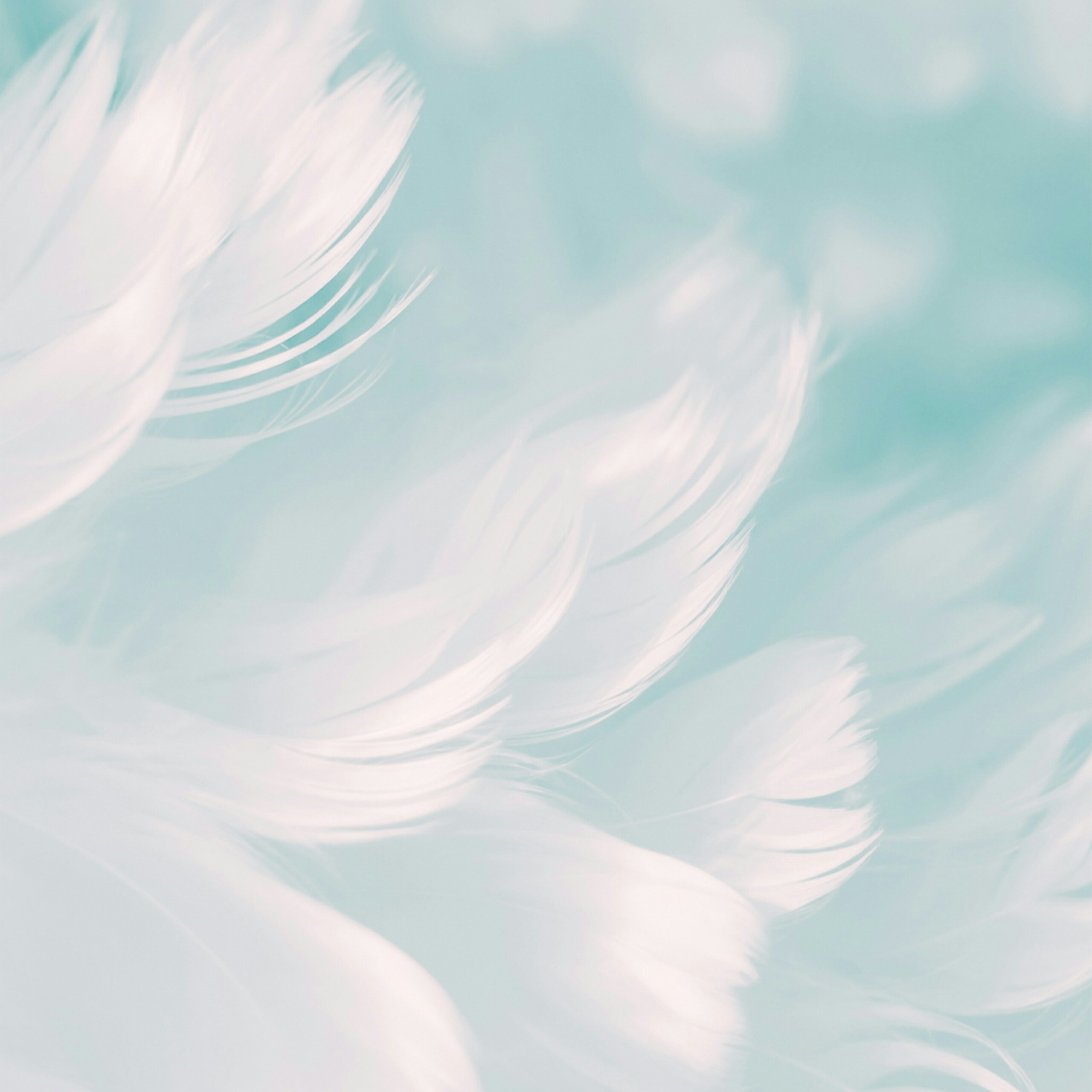 White Feathers Cool Simple Background Abstract QHD Wallpaper