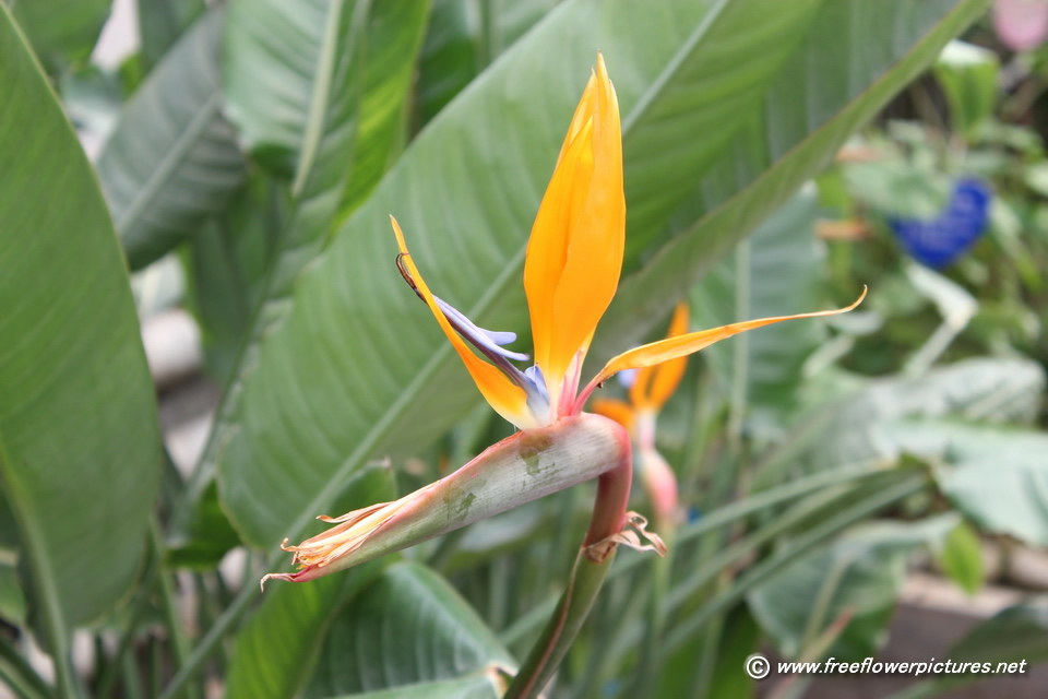 Bird Of Paradise Plant Picture Flower Pictures
