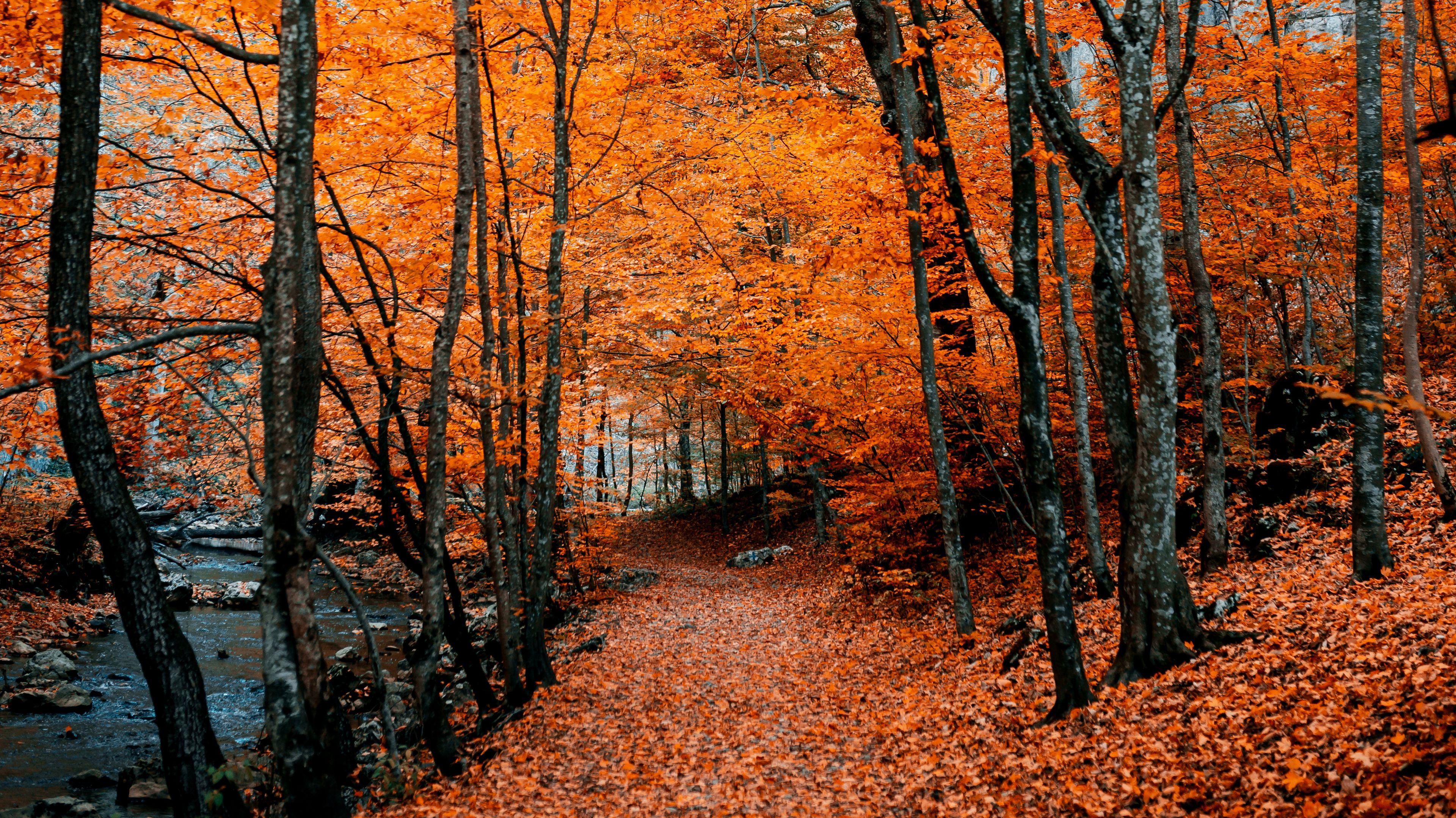 Wallpaper Autumn Path Foliage Forest Trees